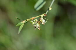 Image of Duma florulenta (Meisn.) T. M. Schust.