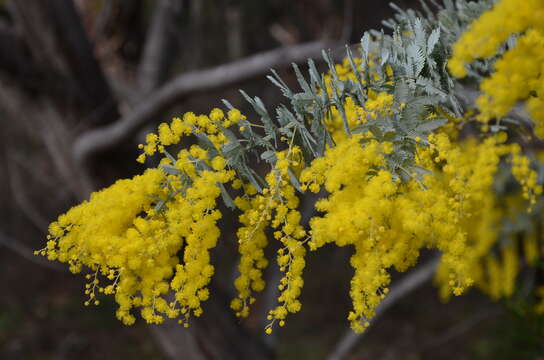 Image of cootamundra wattle