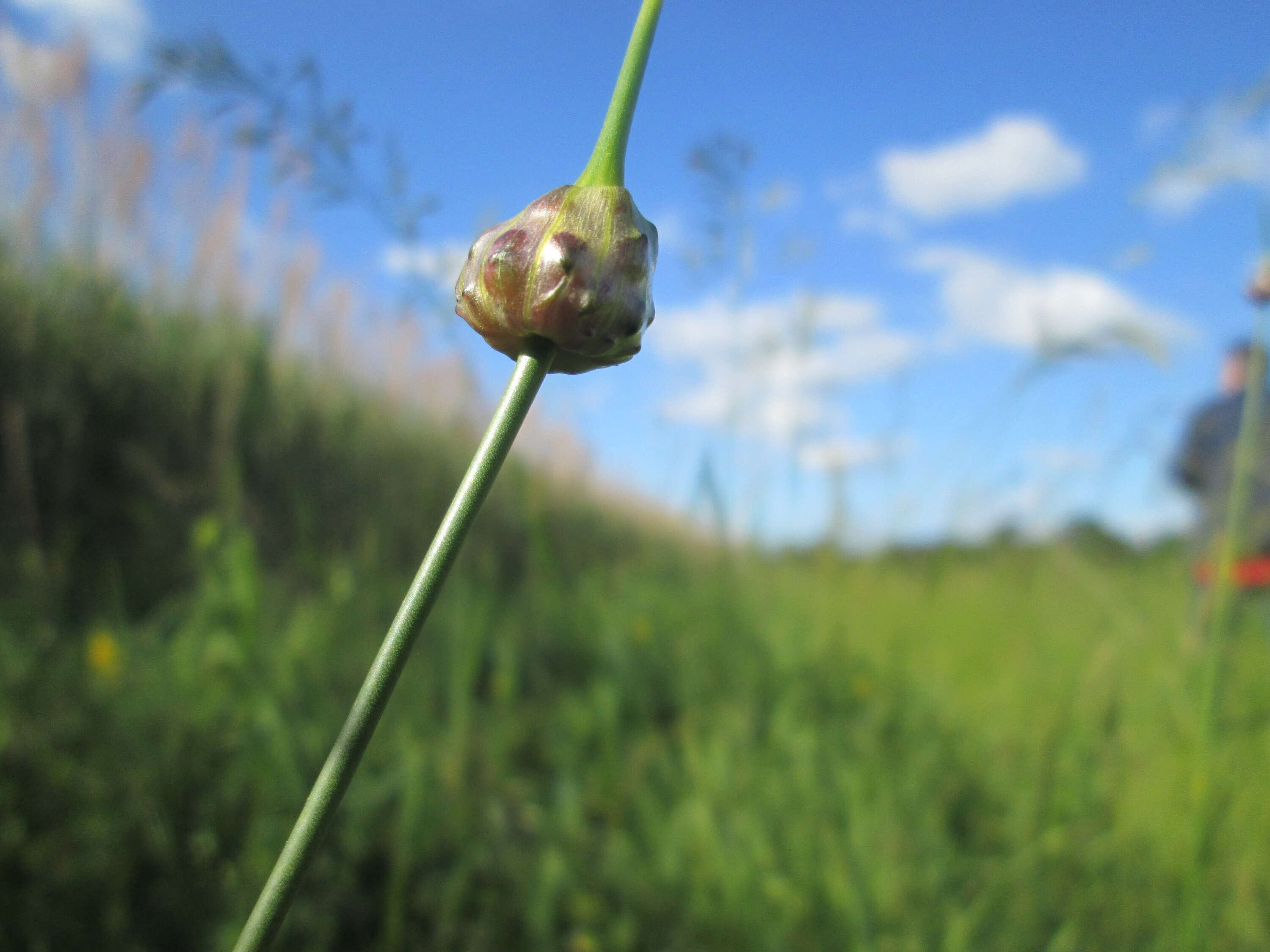 Allium scorodoprasum L.的圖片