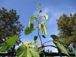 Image of common hop