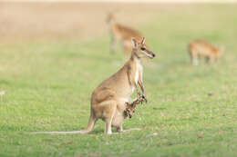 Image of Agile Wallaby