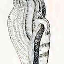 Слика од Paraguraleus emina (Hedley 1905)
