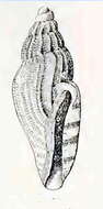 Image of Paraguraleus emina (Hedley 1905)