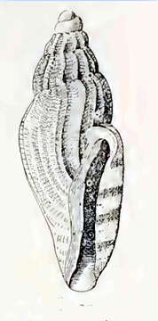 Image of Paraguraleus emina (Hedley 1905)