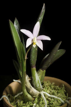 صورة Cattleya reginae (Pabst) Van den Berg