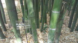 Image of sulphur bamboo