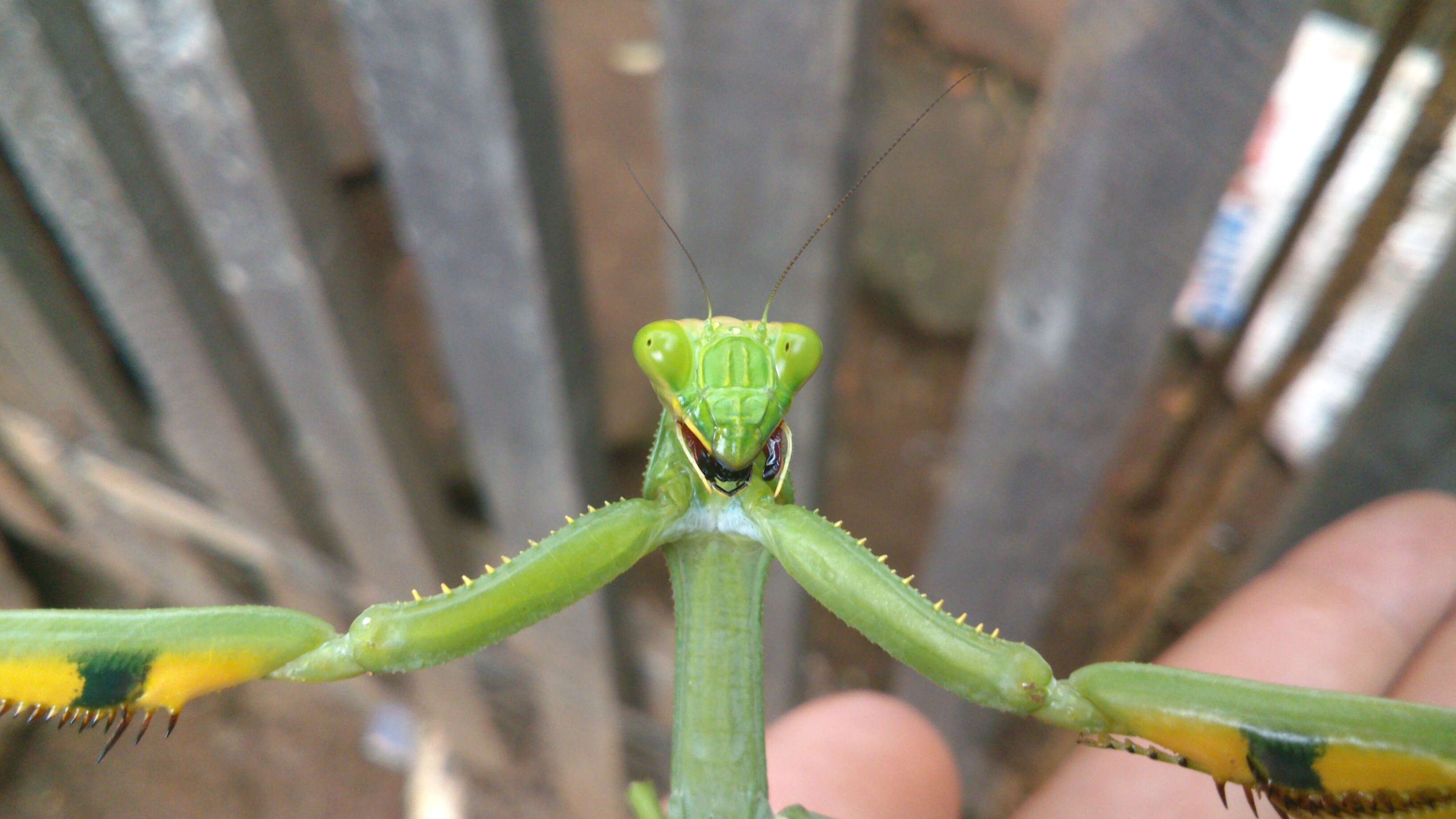 Image of Stagmatoptera