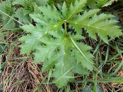 Image of Mantegazzi's Cow-Parsnip