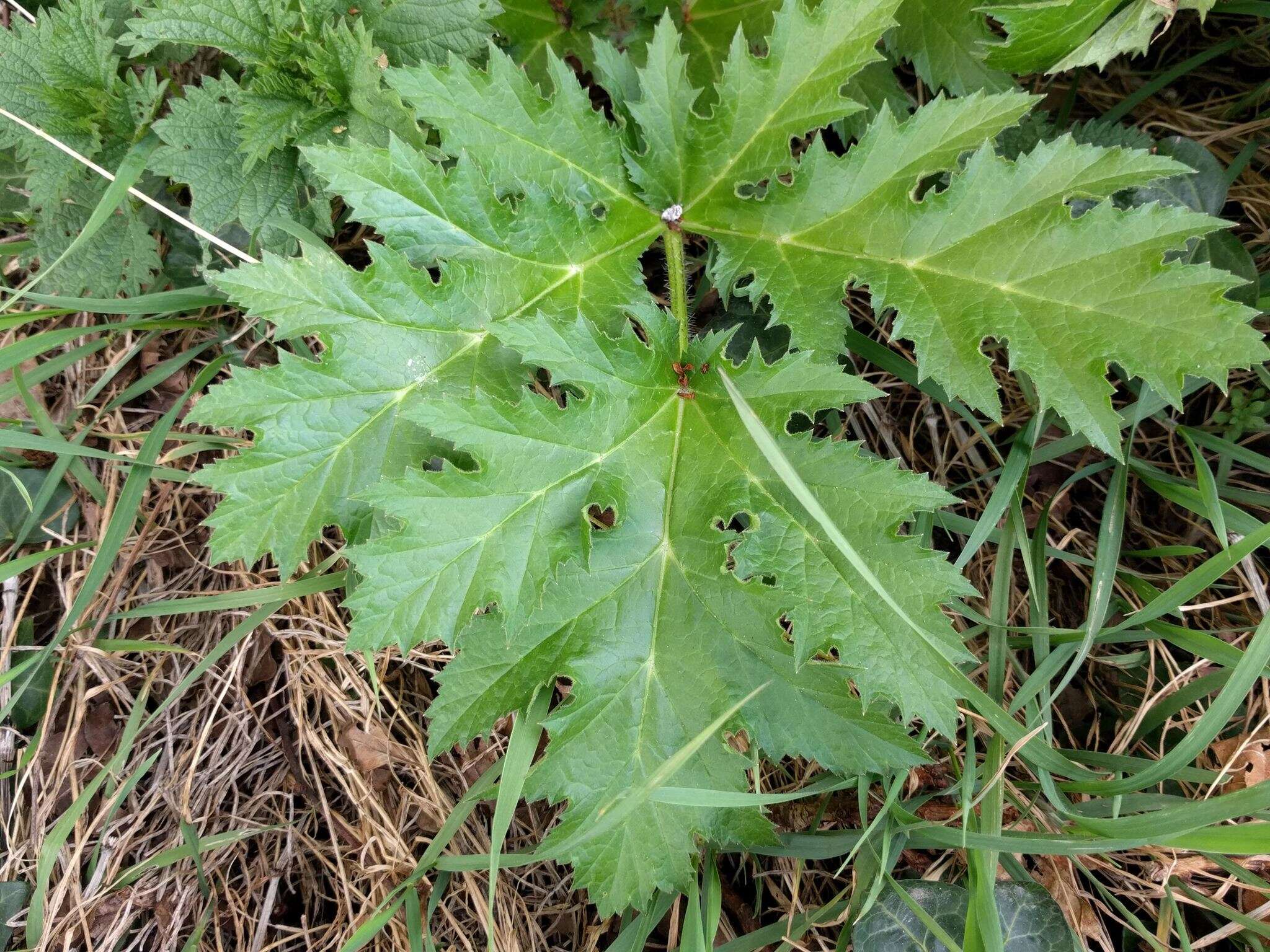 Image of Mantegazzi's Cow-Parsnip