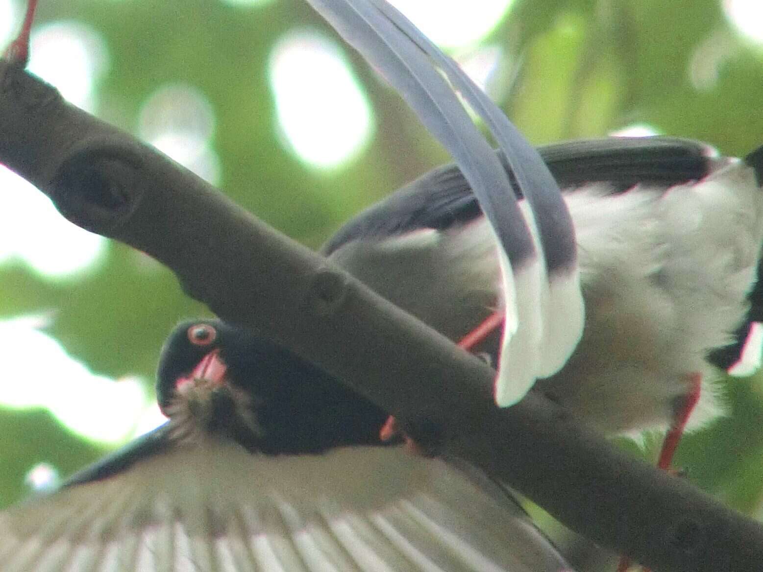 Image of Blue Magpie