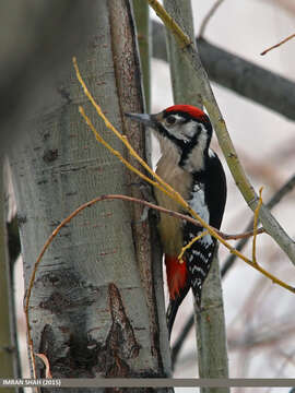 Image of Himalayan Woodpecker