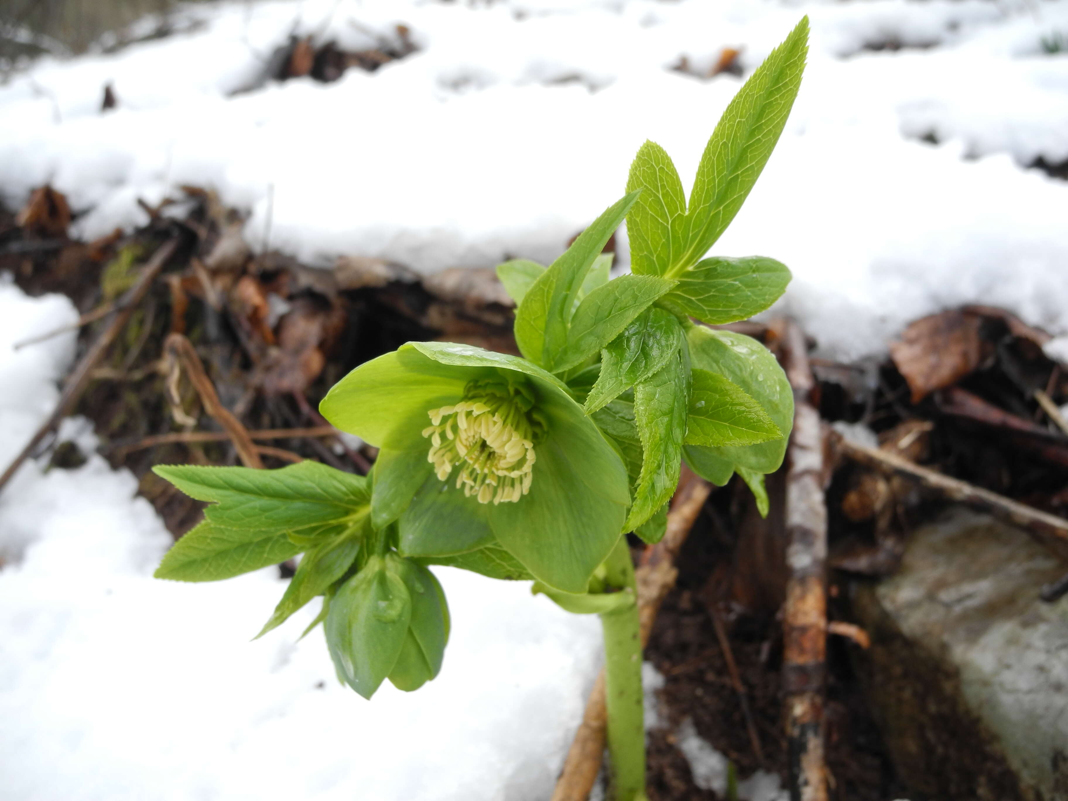 Image of Hellebore