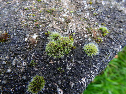 Image of pulvinate dry rock moss