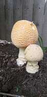 Image of gemmed Amanita