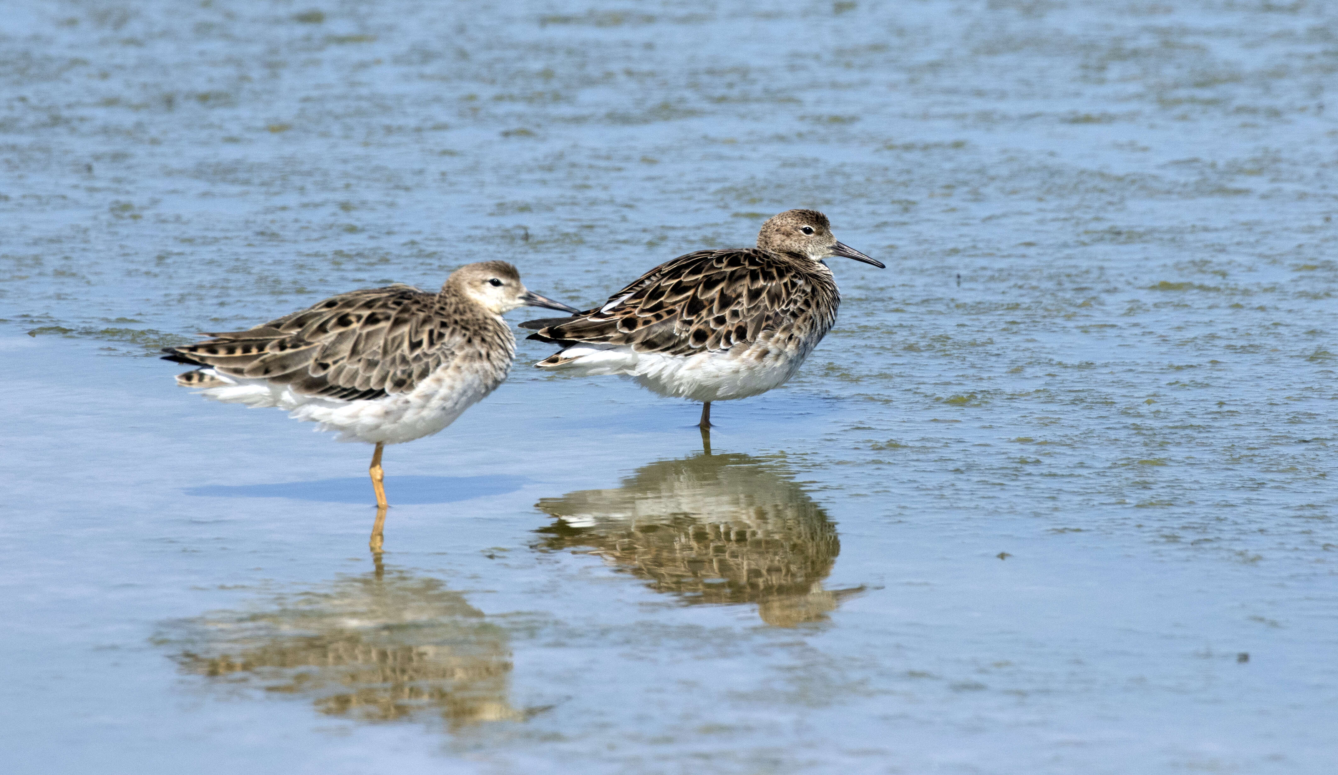 Image of Ruff