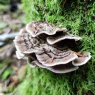 Image of Turkey Tail