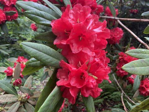 صورة Rhododendron facetum I. B. Balf. & Kingdon-Ward