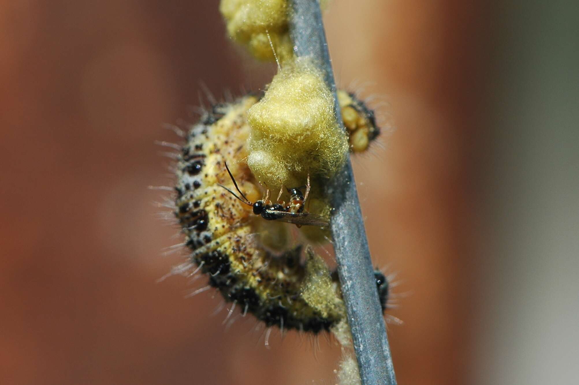 Image of Parasitoid wasp