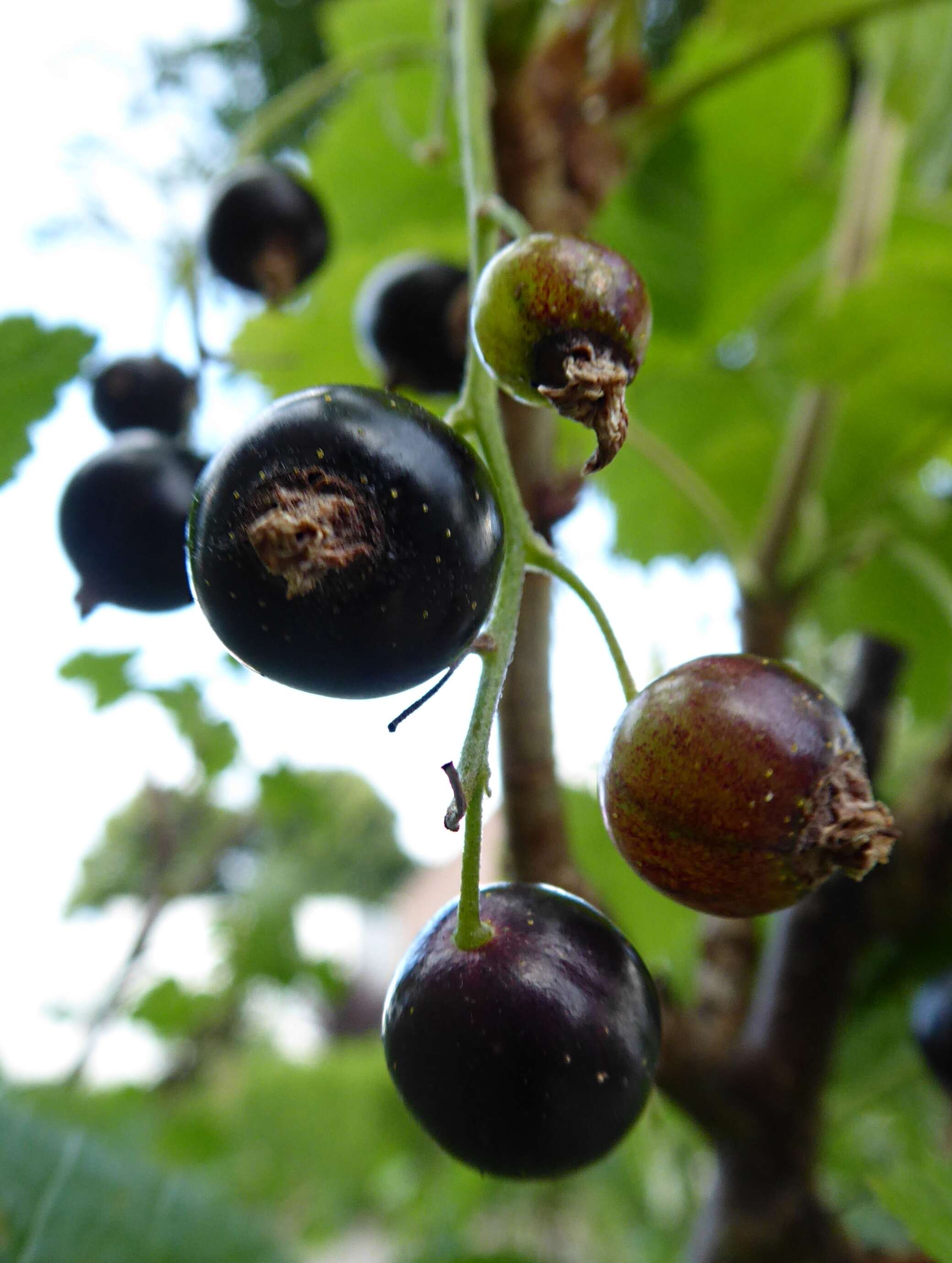 Image of Black Currant