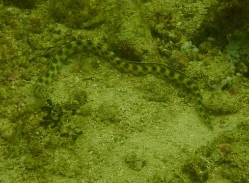 Image of Spotted snake-eel