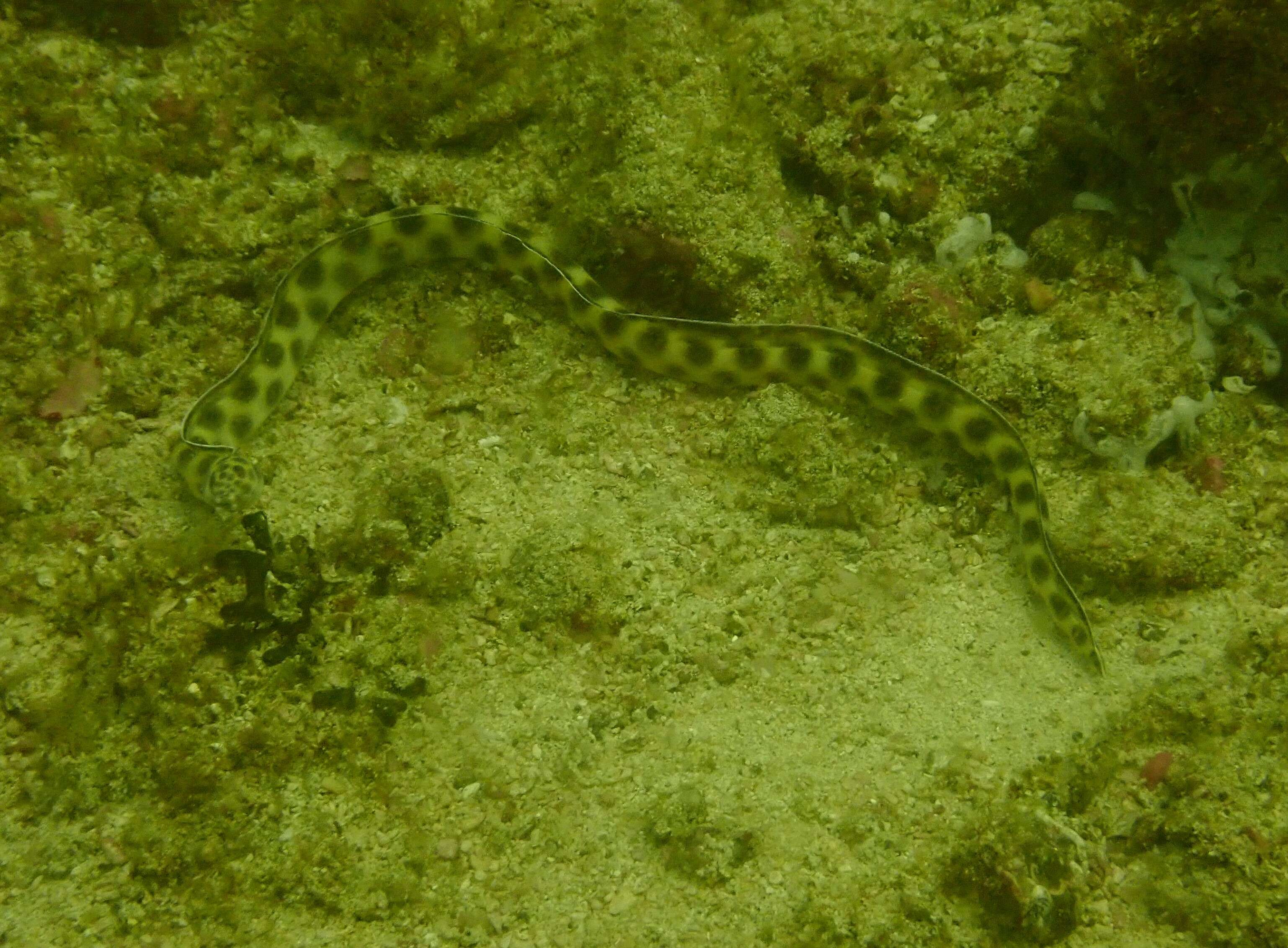 Image of Spotted snake-eel