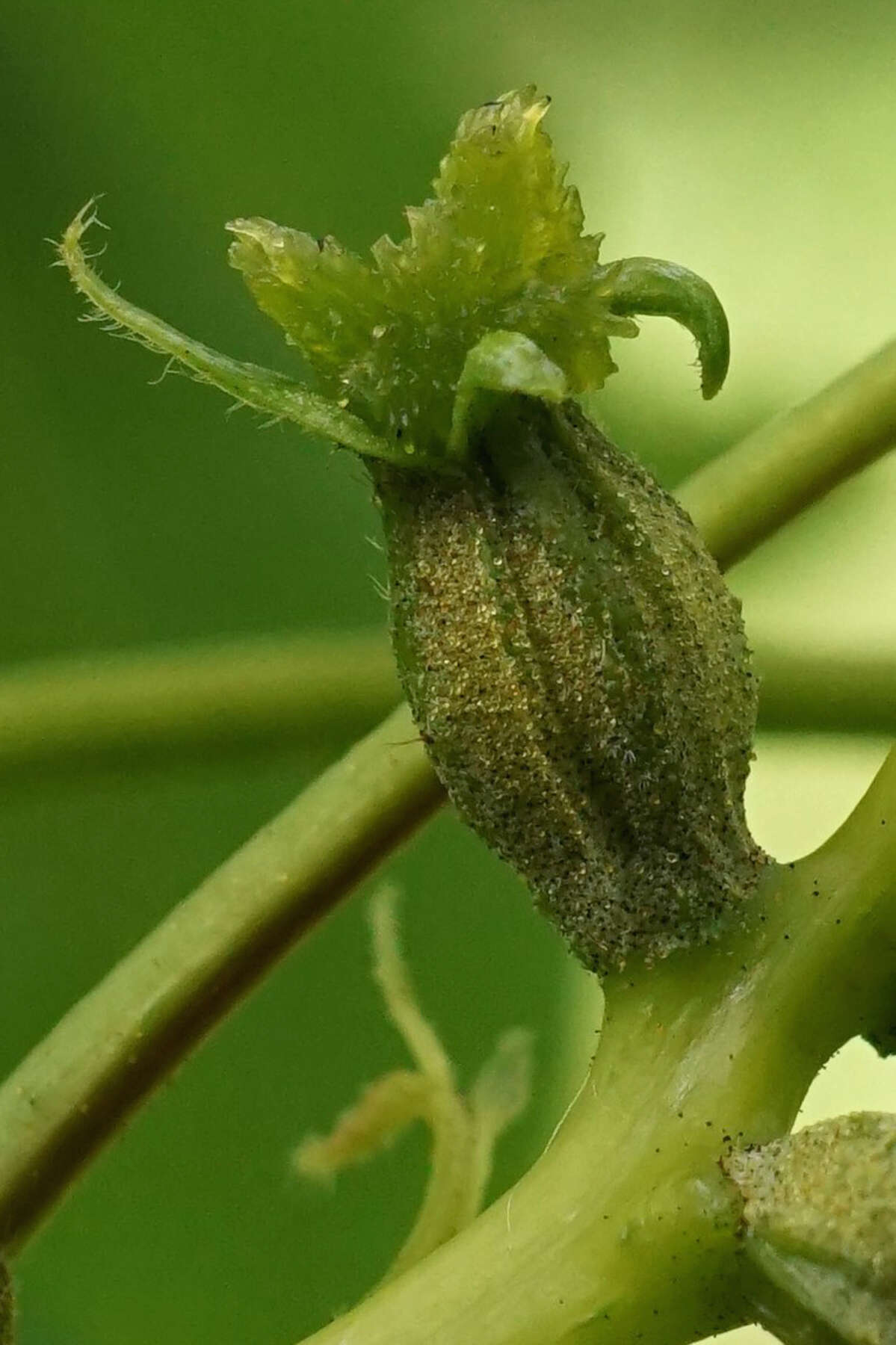 Image of pignut hickory