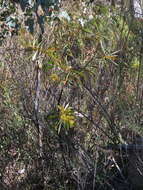 Image of red-leaf wattle