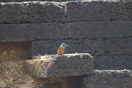 Image of Common Kingfisher