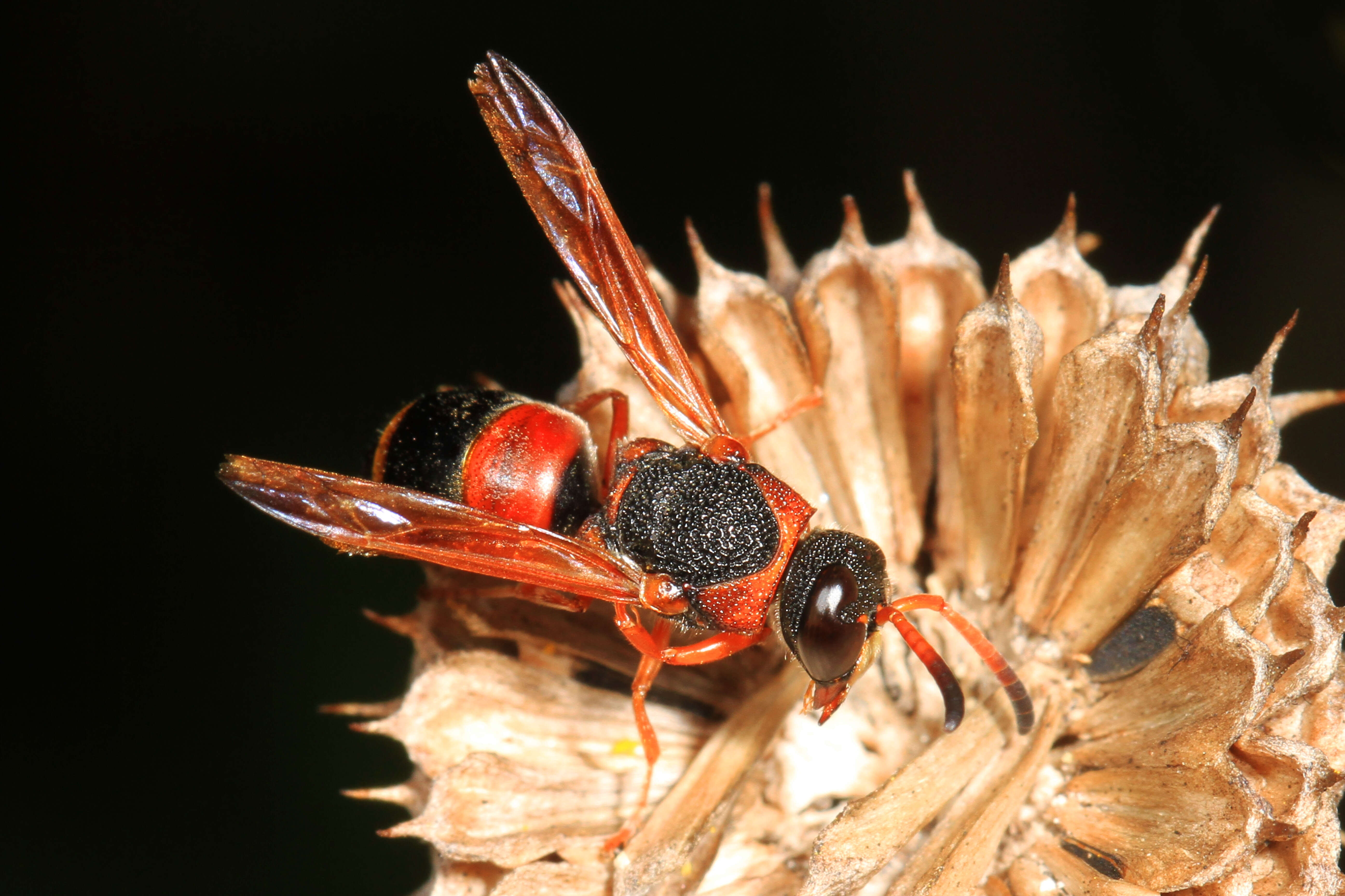 Pachodynerus erynnis (Lepeletier 1841)的圖片