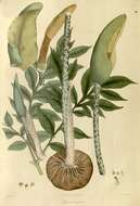 Image of Amorphophallus napalensis (Wall.) Bogner & Mayo