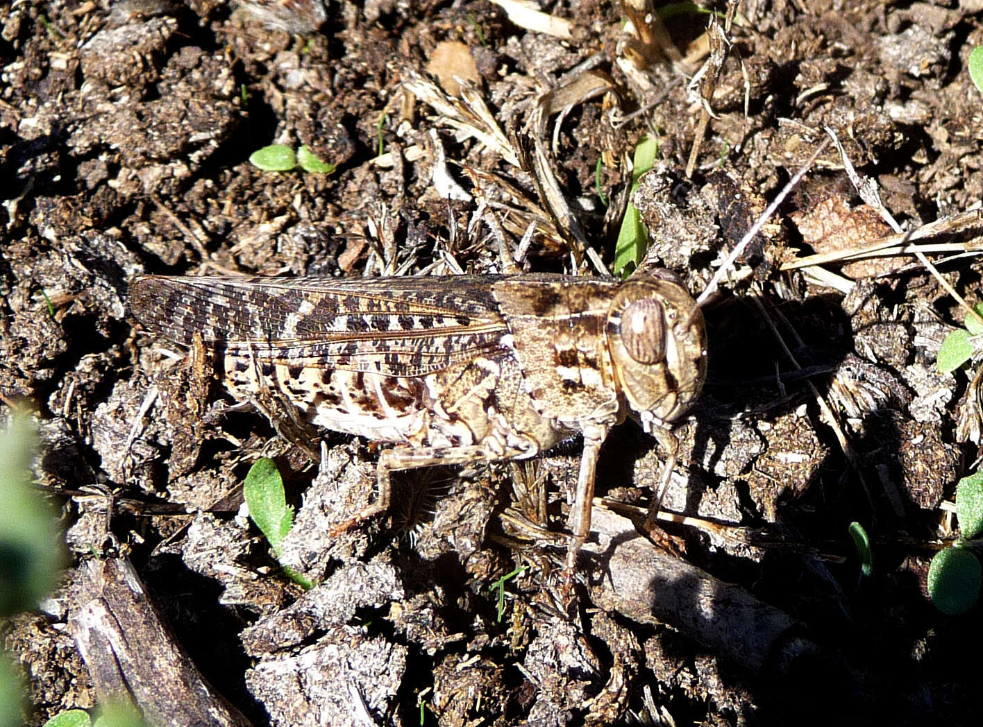 Image of Calliptamus barbarus (Costa & O. G. 1836)