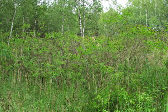 Image of desert false indigo