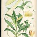 Слика од Lilium wallichianum Schult. & Schult. fil.