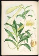 Image of Lilium wallichianum Schult. & Schult. fil.