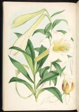 Image of Lilium wallichianum Schult. & Schult. fil.