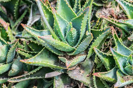 Image of Aloe perfoliata L.