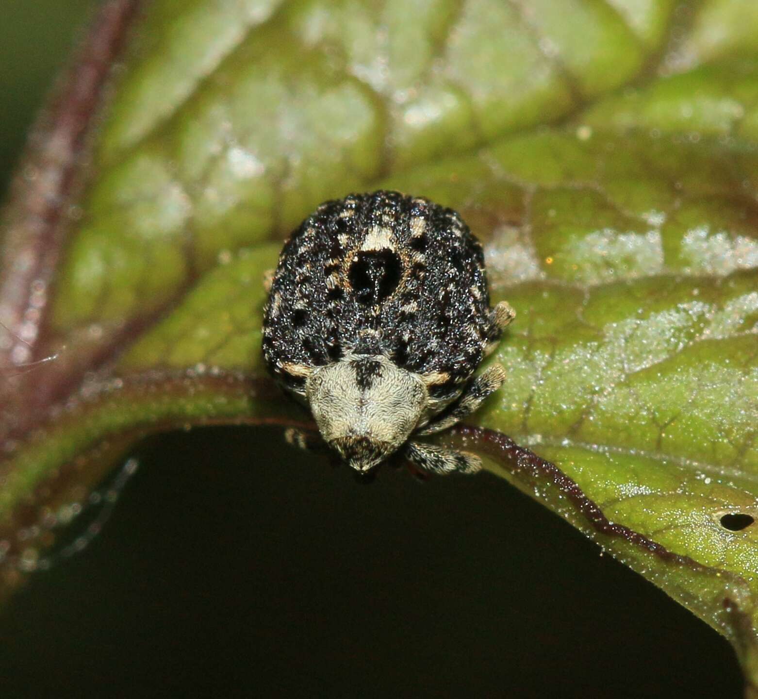 Image of Figwort weevil