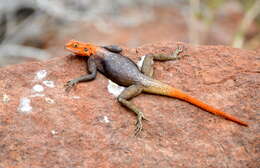 Image of Namib Rock Agama