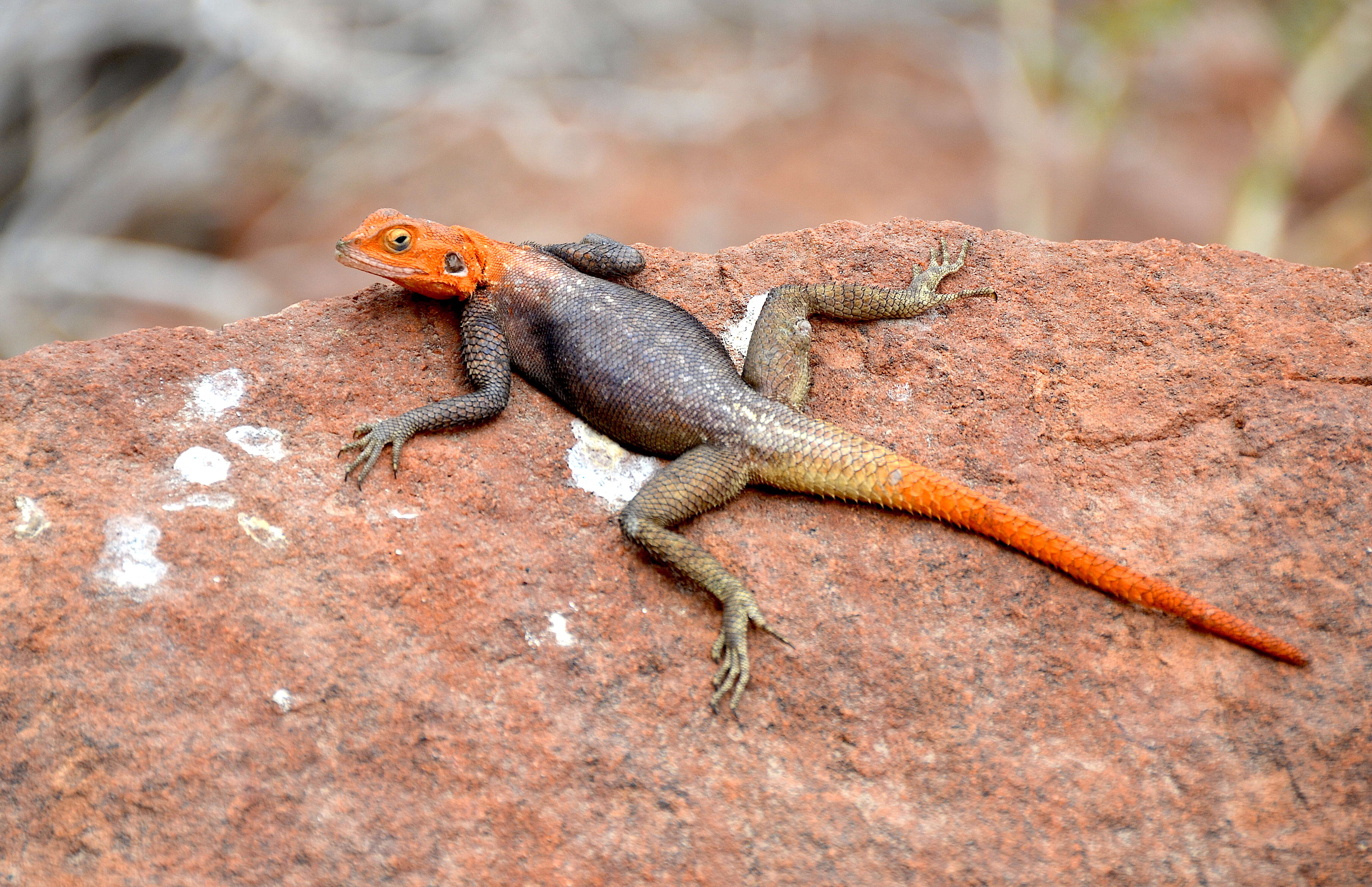 Слика од Agama planiceps Peters 1862