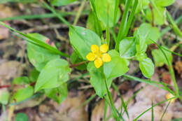 Lysimachia nemorum L. resmi