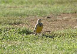 Image of Western Meadowlark