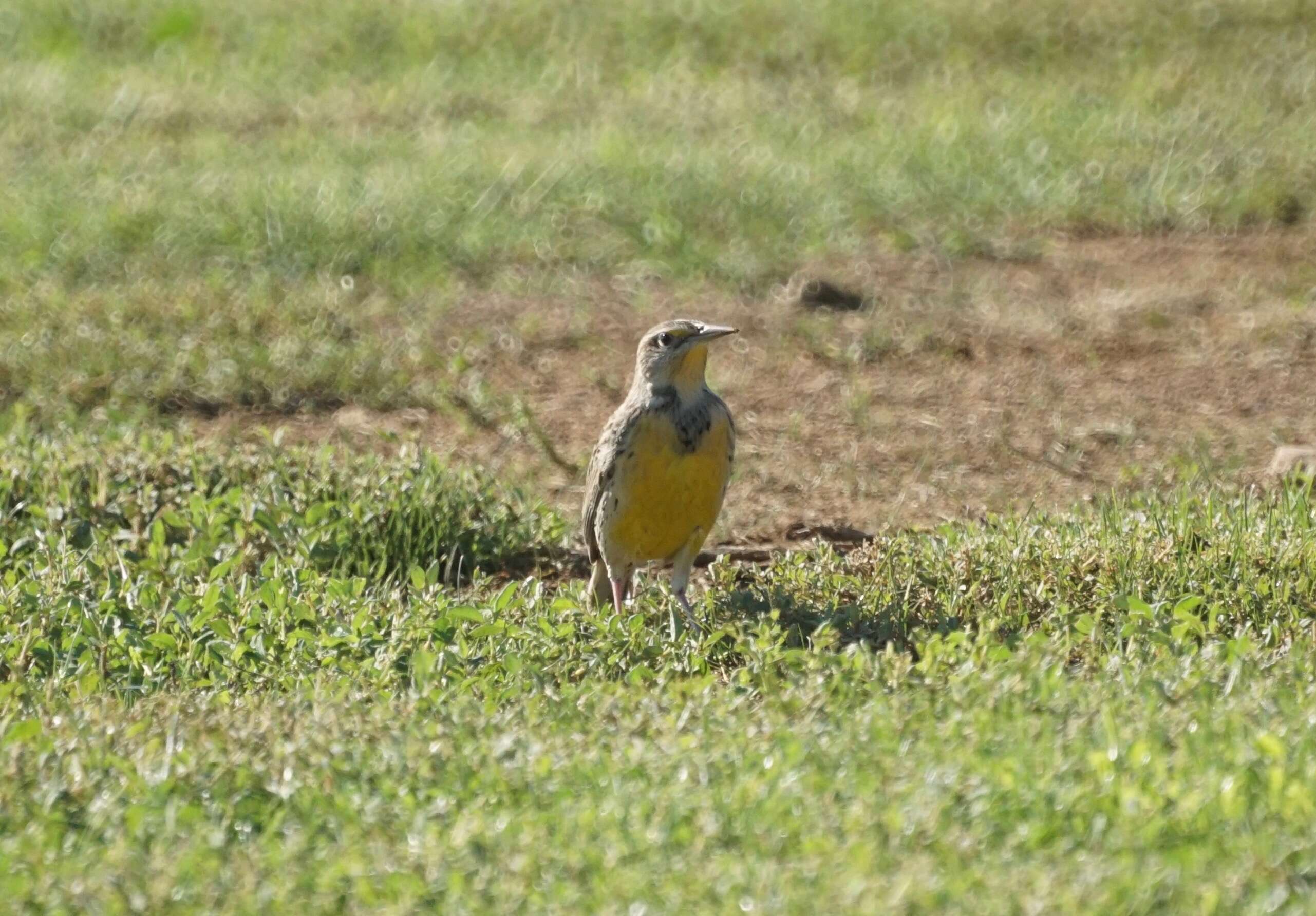 Image of Western Meadowlark