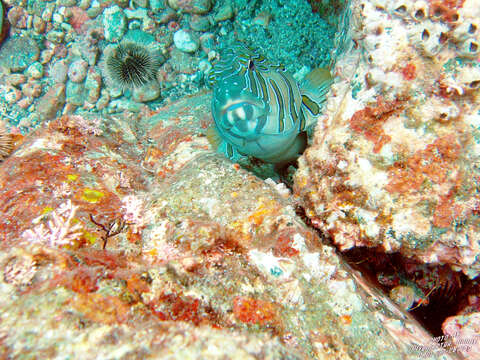 Image of Giant Hawkfish