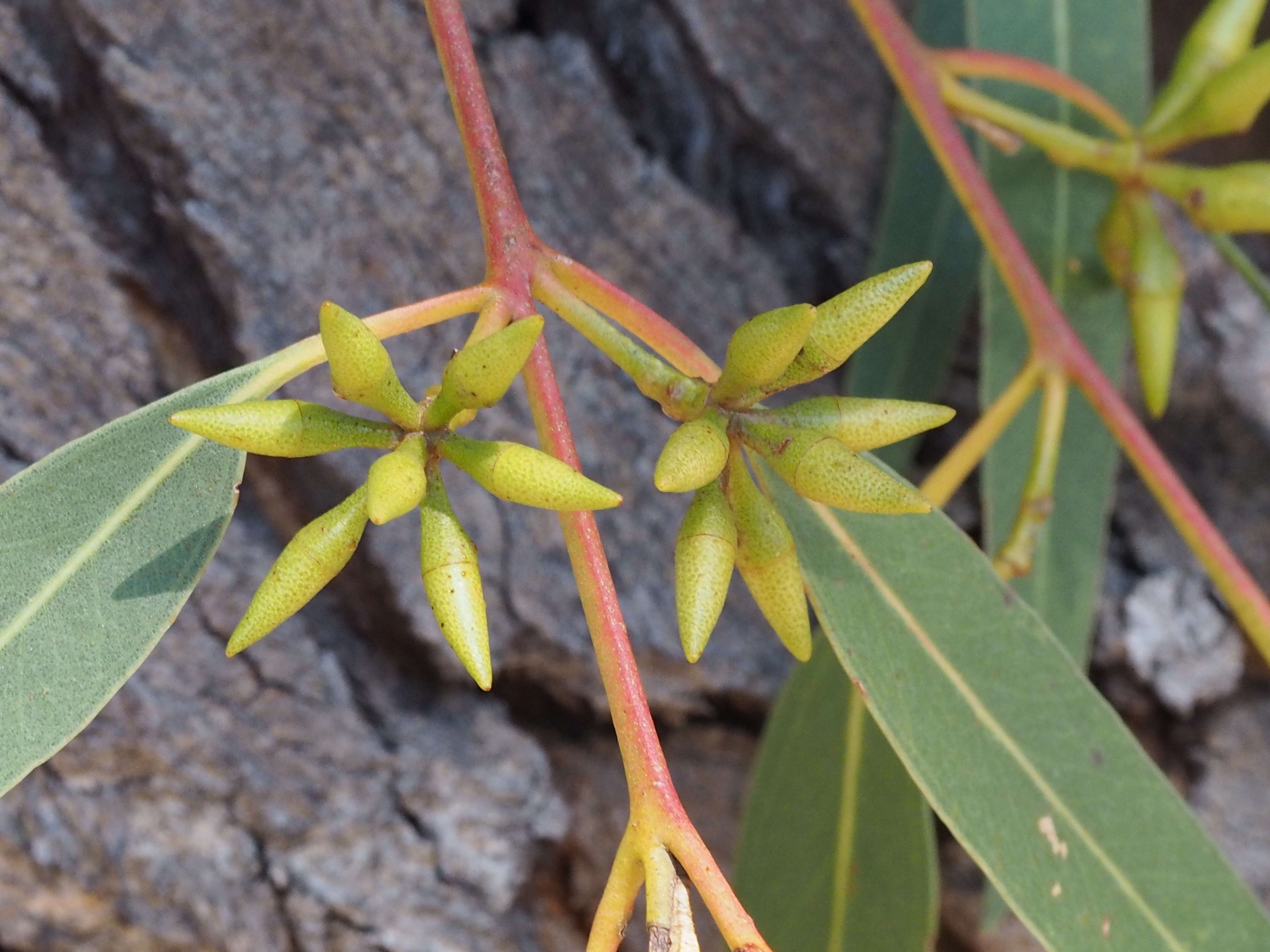 Image of Blakely's Red Gum