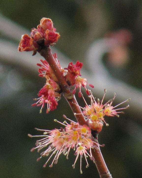 Plancia ëd Acer pycnanthum C. Koch