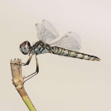 Image of Selysiothemis Ris 1897