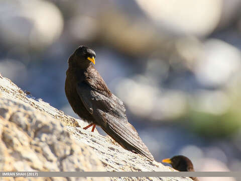 Image of Alpine Chough