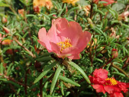 Image of Moss-rose Purslane