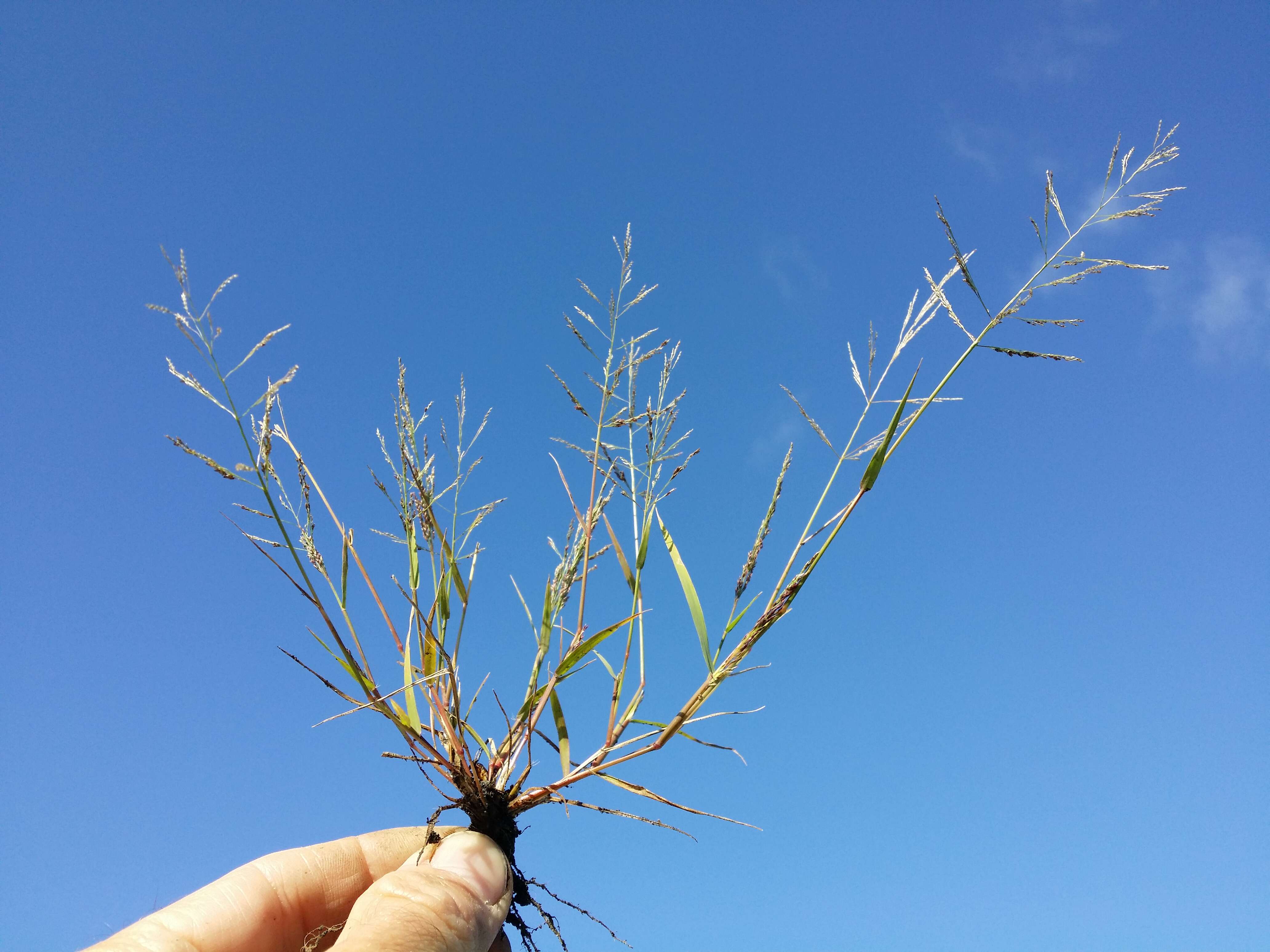 Image of Indian lovegrass