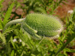 Image of Oriental poppy